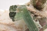 Bicolor Tourmaline (Elbaite) Crystals on Feldspar - Brazil #206278-5